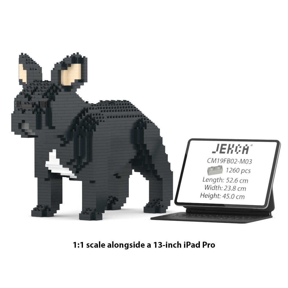 French Bulldog 02-M03