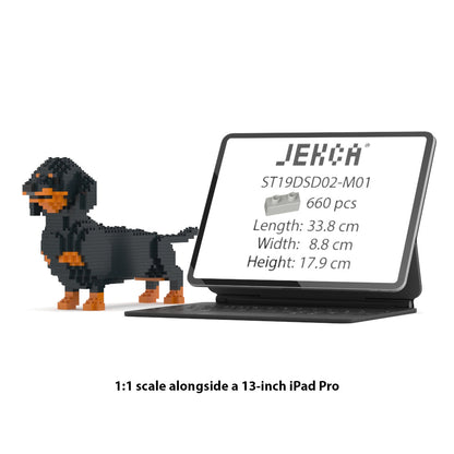 Dachshund 02-M01