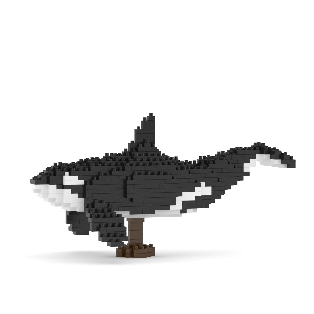 Killer Whale 01