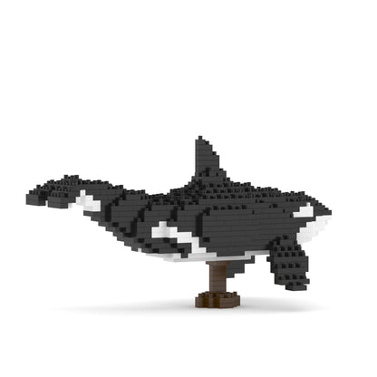 Killer Whale 01